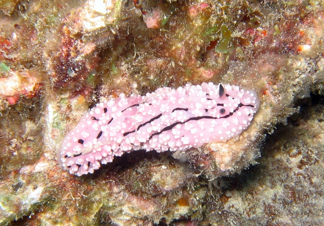 Phyllidiella rudmani